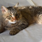 Банзай - Необычайно красивый кот с добрым сердцем и верными глазами мечтает обрести дом