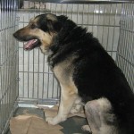 RexAivazovskogo2_300x300