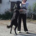 ChernishPKS3_300x300