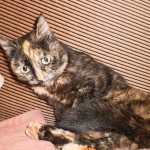 kochka_sitta4