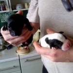 Shenki2VK_300x300 Shenki2VK_300x300