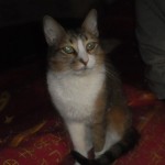 Kuzyakin2GBI_300x300