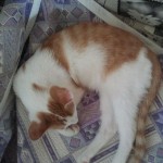 RKotVK_300x300 RKotVK_300x300