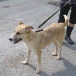 Smetanka2PKS_300x300