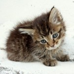 Kisiki2_300x300 Kisiki2_300x300