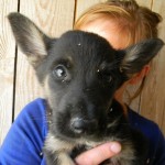 PKS2_300x300 PKS2_300x300