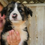 PKS3_300x300 PKS3_300x300