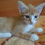 VKKot2_300x300 VKKot2_300x300